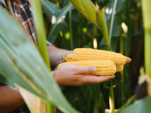 Como a Sempre AgTech revoluciona o milho híbrido?
