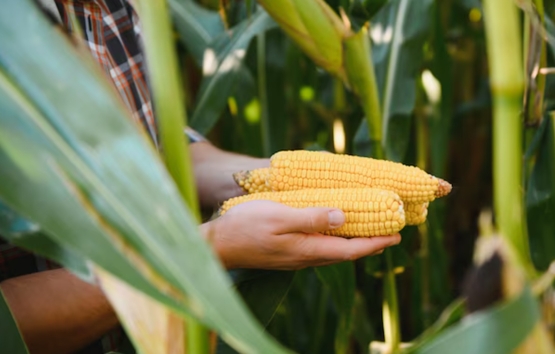 Como a Sempre AgTech revoluciona o milho híbrido?