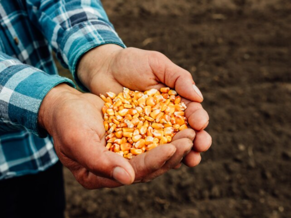 Semente de milho híbrido: por que escolher Sempre Agtech?