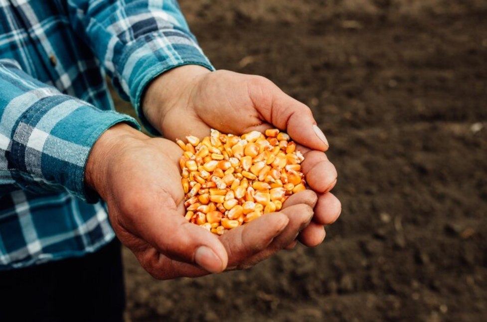 Semente de milho híbrido: por que escolher Sempre Agtech?
