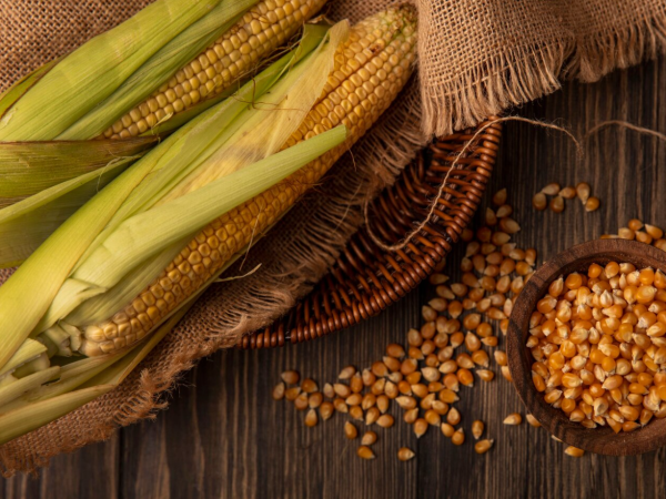 Milho híbrido ou convencional? Entenda as diferenças e benefícios