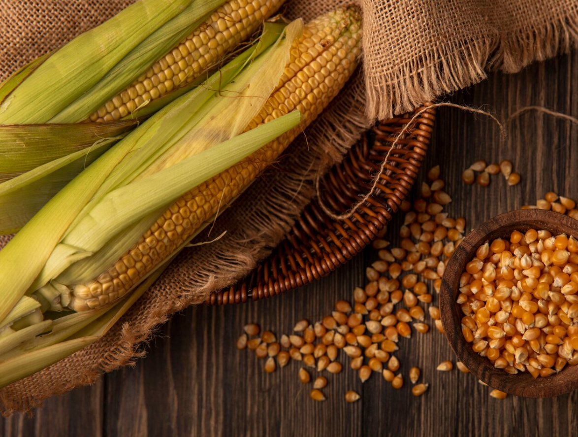Milho híbrido ou convencional? Entenda as diferenças e benefícios